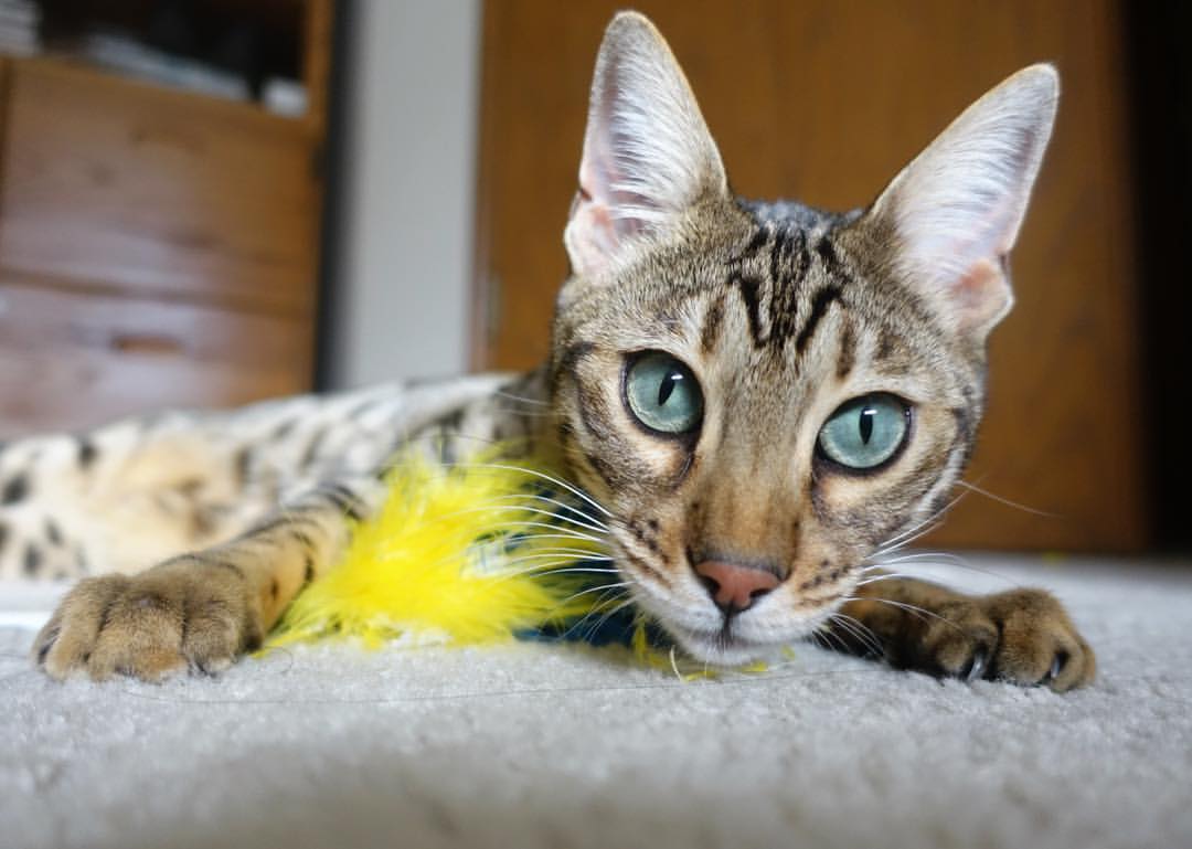 雷火电竞简介-文明的对阵，当拉齐奥蓝潮冲垮星月防线，莱奥的匕首刺穿土耳其之夜