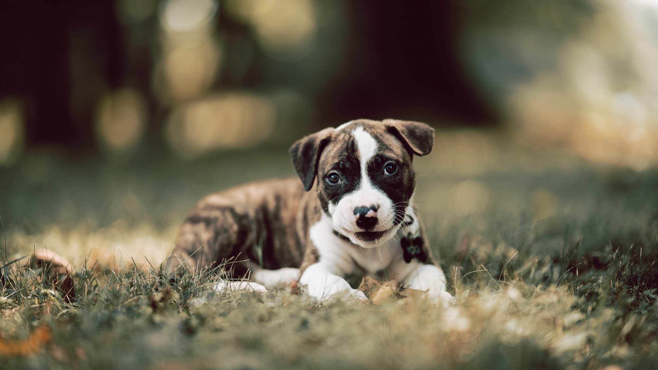 燎原,杰伦·格林与他的破晓时刻