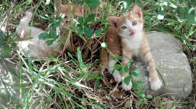 雷火电竞app-颠覆世界！罗德里戈一锤定音，加勒比寒夜牙买加掀翻三狮巨人