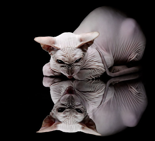 从勒沃库森到2026,一粒火种的远征与绽放