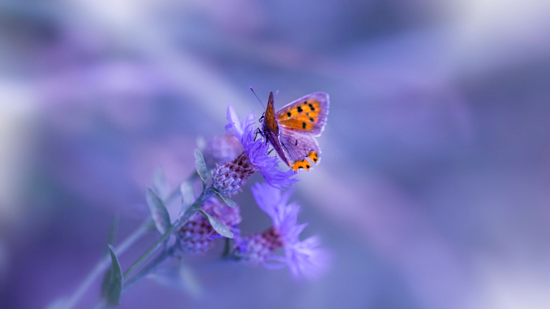 雷火电竞充值-双线统治，广东队篮坛碾压魔术，霍勒迪F1争冠接管赛道