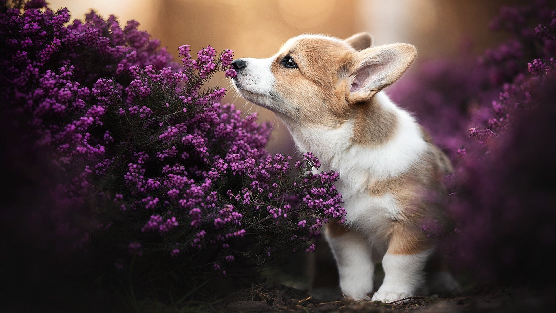 孤独的灯火，米切尔燃尽所有，为何灰熊的冰水仍能浇熄步行者？