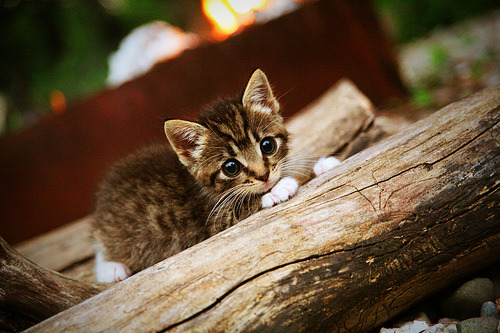 冰封与淬火,当吉林的铁蹄踏过底特律,德罗赞在世界的熔炉中加冕