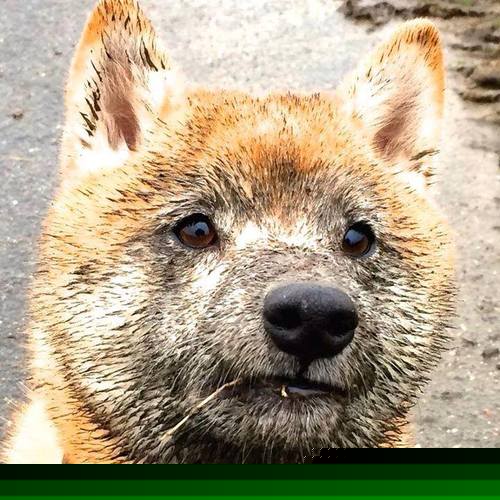 镁光灯与千斤顶，圣西罗之夜，蒂亚戈以沉默者的交响诗完成救赎