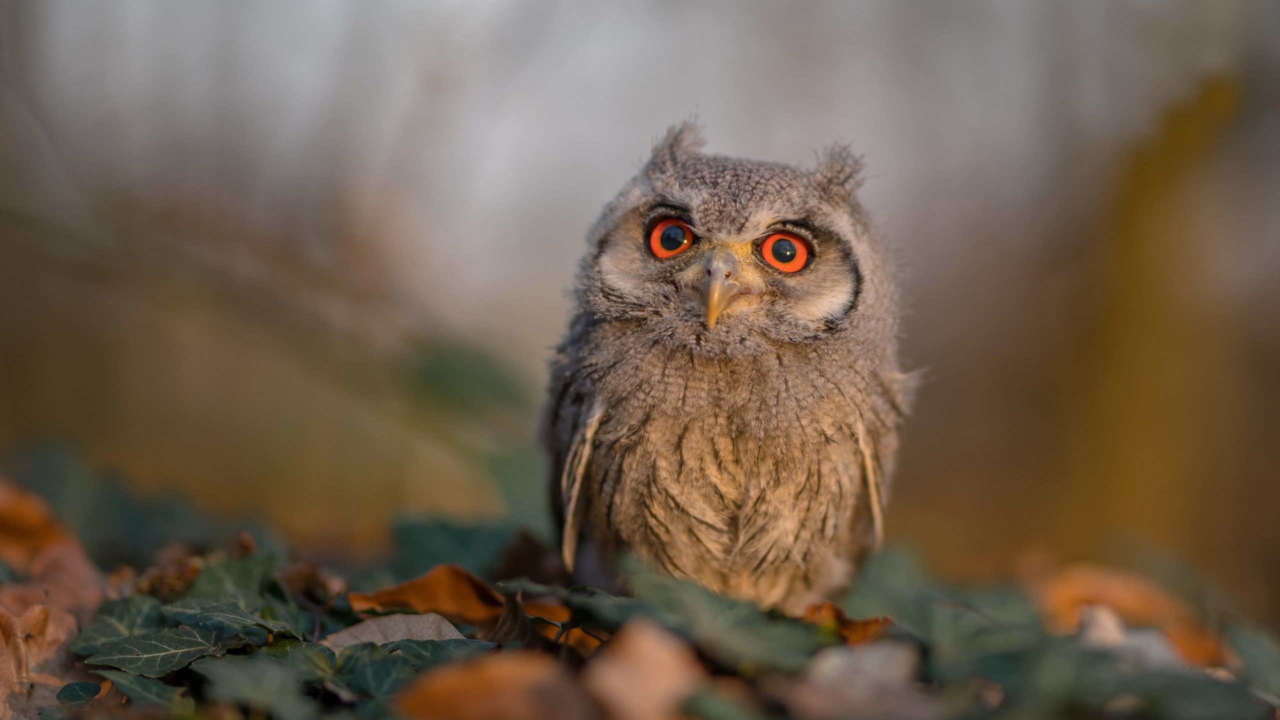 突破与涅槃，克瓦拉茨赫利亚的救赎之夜
