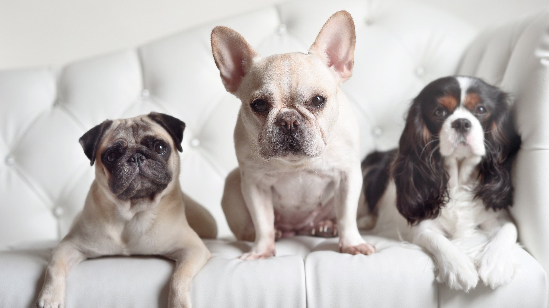 商业足球世界波，当皮克的资本镰刀挥向利物浦与卡塔尔的绿茵棋盘