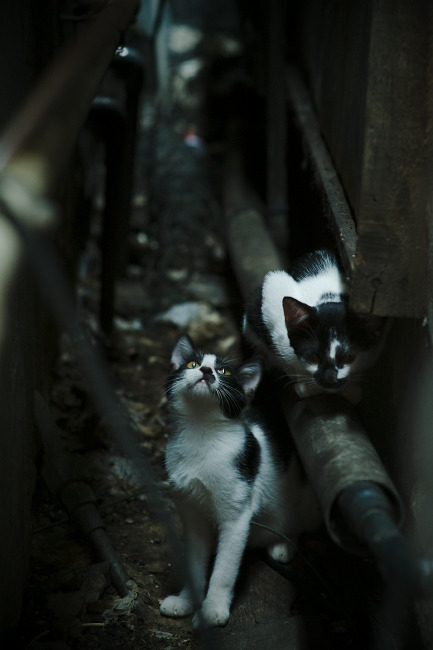 雷火电竞官网-守夜人之死与右翼天使的加冕，马里翻盘切尔西与卡瓦哈尔的不可阻挡悖论
